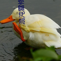 混沌(dùn)雷修