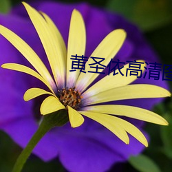 黄圣依高清图片