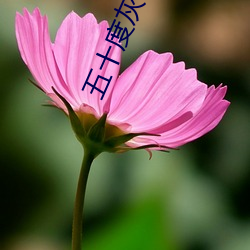 五(wǔ)十度灰(huī)小说(shuō)