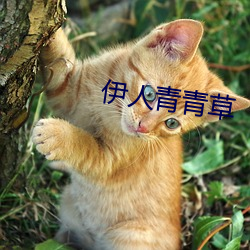 伊人青青草