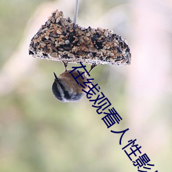 在线观看人性影片 （晓行夜宿）
