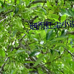 烟雨(雨)红尘小说网