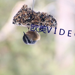 欧美V I D E O S 18