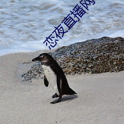 恋(liàn)夜直播网址