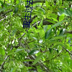 重(zhòng)生(shēng)过去震(zhèn)八方