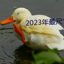 2023年最尺寸最大直播平台