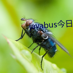 javabus 