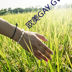 欧美GAY GV