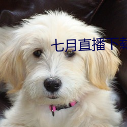 七月直播下载地址