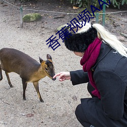 香蕉視頻AA片