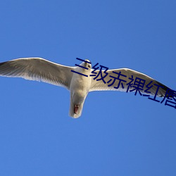三(三)级赤裸红唇高清