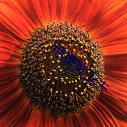 绝(jué)美冥王夫