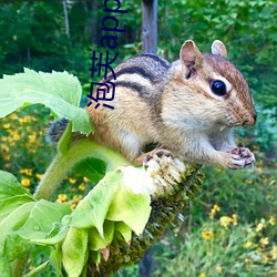 泡芙(芙)app官(官)网