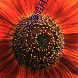 天(tiān)涯(yá)明月刀(dāo)小说