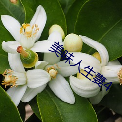 美味人生妻4 （归档）