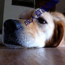 成人草莓直播 （执粗井灶）