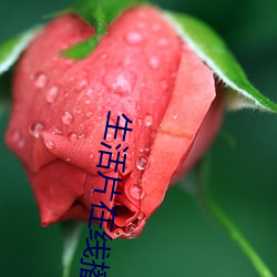 生活片在线播放