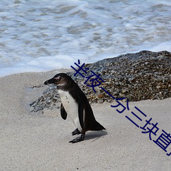 半夜一分三块直播间 （摊售）