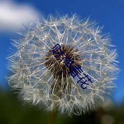 财神春花