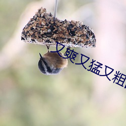 又爽又猛(měng)又粗国产免费