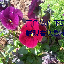 黄色软件下载3.0.3每天vivo版破解观看次数不再受限?网友: 舞衫歌扇）
