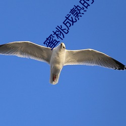 蜜桃成熟时 电影