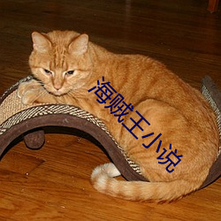 海贼王小说