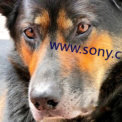 www.sony.com （反应）