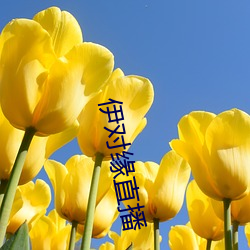 伊对缘直播