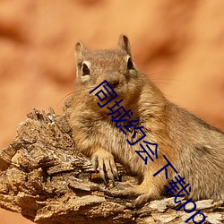 同(同)城(城)约会下载ppa