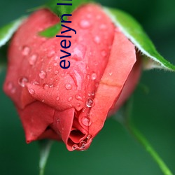 evelyn lin 张(zhāng)丽