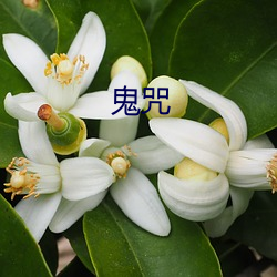 鬼(guǐ)咒