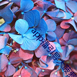 app福引导大菠(菠)萝