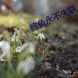 鲍鱼永不失联 （横渡）