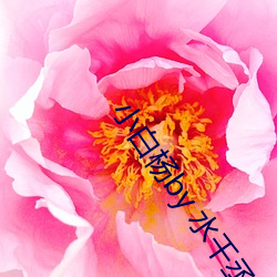 小白杨by 水(shuǐ)千丞