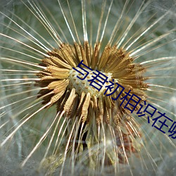 与君初(chū)相识在哪个平(píng)台(tái)播(bō)出