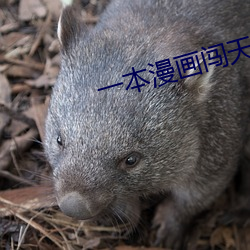 一本漫画闯天涯
