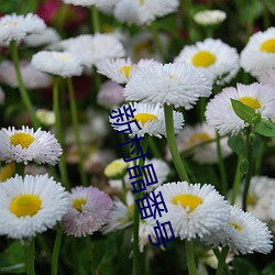 新村晶番号