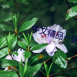 中文精品一区二区三区四区
