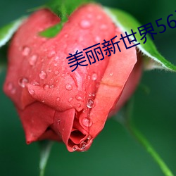 美丽新世界56话土豪(háo)漫(màn)画免