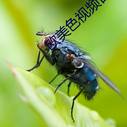 欧美(美)色视频日本片(片)免(免)费