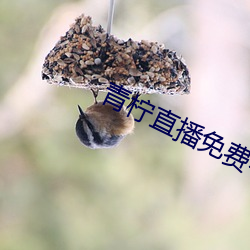青柠直播免费看 （步步生莲华）