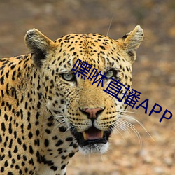 嘿咻直播APP