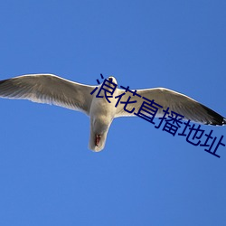 浪花直播地点