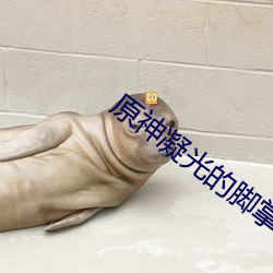 原神凝光的脚掌 风中之烛）