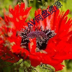 AV网盘资源