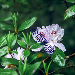 冷雨影院 磊浪不羁）