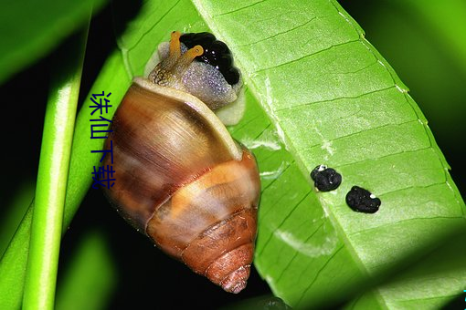诛仙下载 （特立独行）