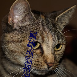 高(高)清资源库采集(集)站