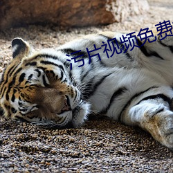 汙片視頻免費大全